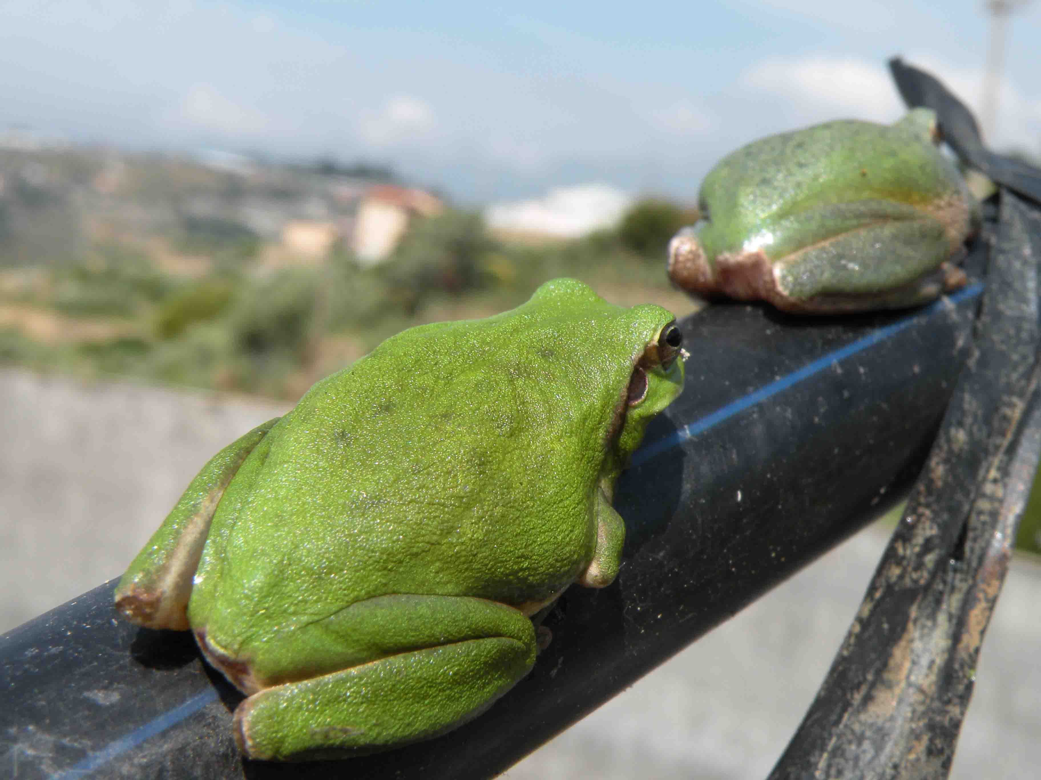 Riconoscimento ranocchio - Hyla meridionalis